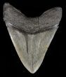 Giant, Fossil Megalodon Tooth #60498-2